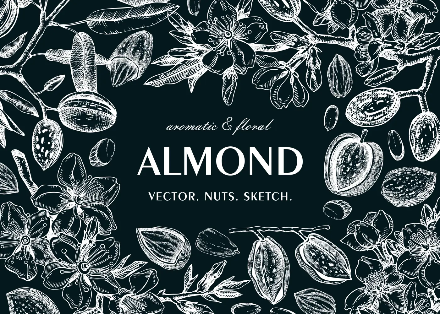Almond banner design. Spring background. Blooming  branches, nuts, flower sketches in color. Healthy food hand-drawn illustration of almond nuts. NOT AI generated Illustration